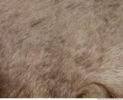 Fur